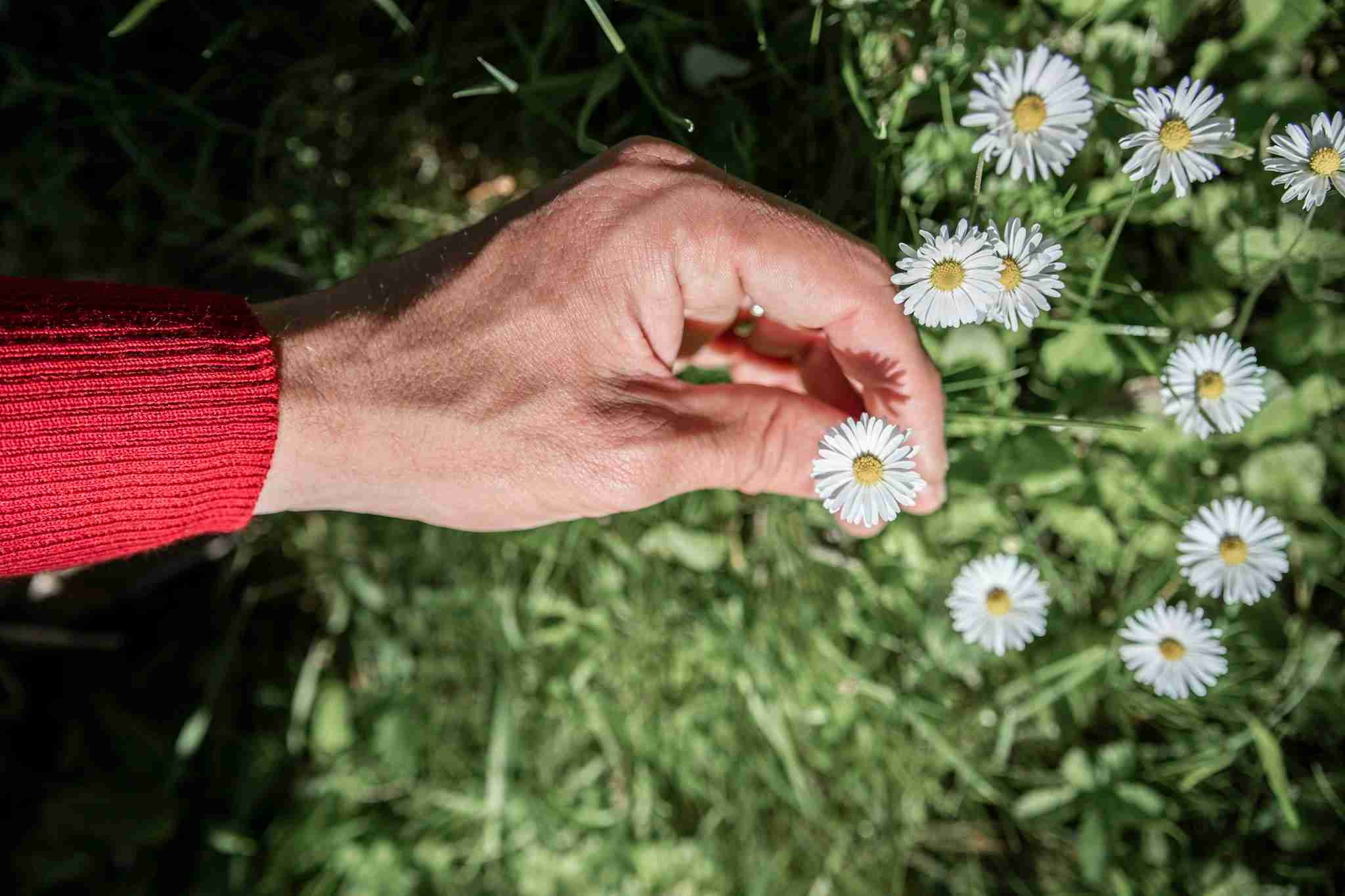 Main qui ramasse une fleur